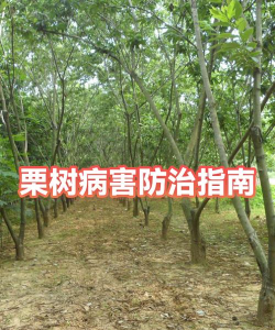 栗树如何防治，常见病害识别，有效管理方法