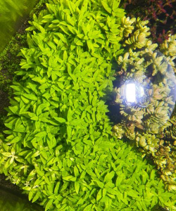 南美叉柱花怎么养，掌握关键技巧，轻松养出好状态