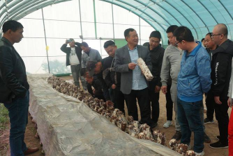 香菇栽培技术培训，掌握核心方法，提升种植效益