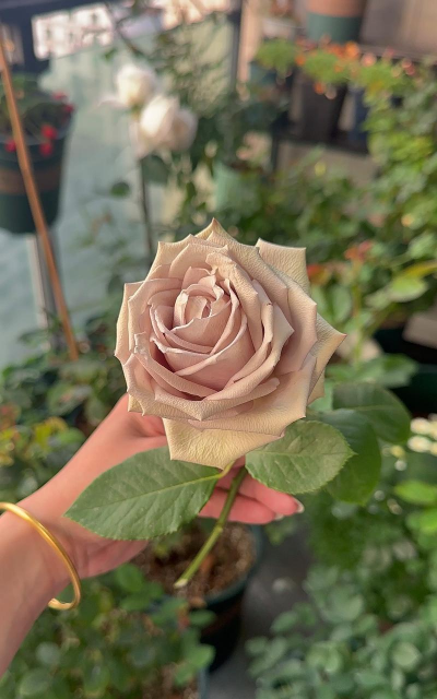 苔藓月季花怎么养，掌握关键技巧，轻松爆花满枝头