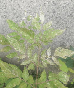 栾树病害防治，常见问题识别，有效应对方法