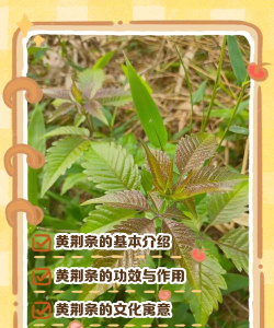 长寿花怎么养棒棒糖，造型技巧分享，新手也能学会