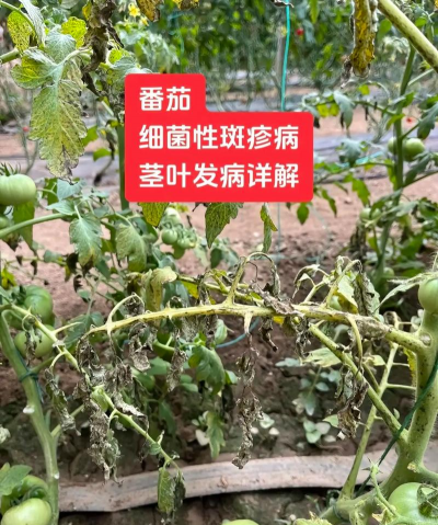 长寿花怎么养棒棒糖，造型技巧分享，新手也能学会