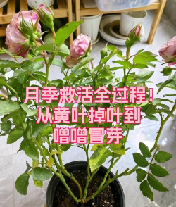 长寿花怎么养棒棒糖，造型技巧分享，新手也能学会