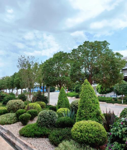 长寿花怎么养棒棒糖，造型技巧分享，新手也能学会