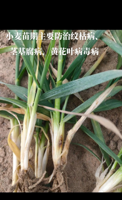 长寿花怎么养棒棒糖，造型技巧分享，新手也能学会