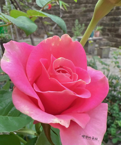 茉莉花的栽培方法，轻松上手，花开满园