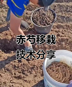 茉莉花的栽培方法，轻松上手，花开满园