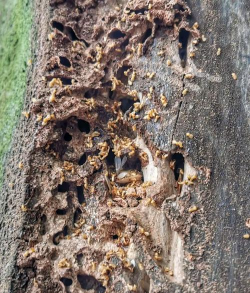 茉莉花的栽培方法，轻松上手，花开满园