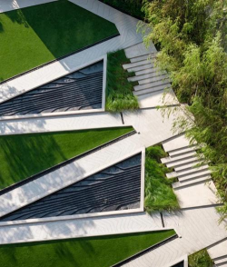 黄化树的防治，找准原因，对症下药