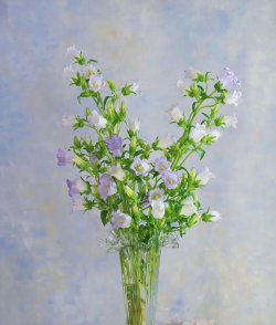 花店风铃花怎么养，掌握关键技巧，轻松养出好状态