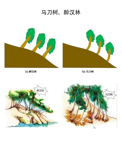 防治滑坡的树，选对品种，掌握种植技巧