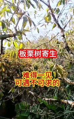 板栗寄生树防治，识别危害，科学处理