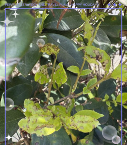 女贞树蛀虫防治,识别虫害迹象,采取有效方法 女贞树蛀虫防治,识别虫害迹象,采取有效方法