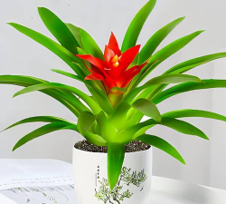 六合花怎么养,掌握关键技巧,轻松养出好状态 六合花怎么养,掌握关键技巧,轻松养出好状态