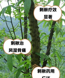秋树虫害防治,常见问题解析,实用应对方法 秋树虫害防治,常见问题解析,实用应对方法