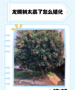 桂圆树病害防治,识别常见问题,掌握应对方法 桂圆树病害防治,识别常见问题,掌握应对方法