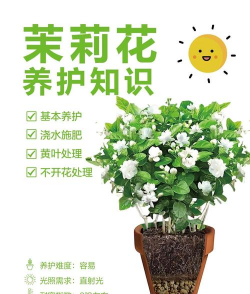 茉莉花怎么养宿舍,轻松上手,香气满屋 茉莉花怎么养宿舍,轻松上手,香气满屋