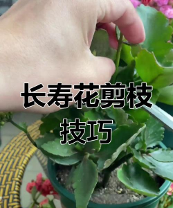 紫薇树蚜虫防治，识别虫害特征，掌握有效方法