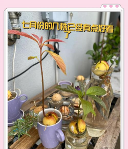 紫薇树蚜虫防治，识别虫害特征，掌握有效方法