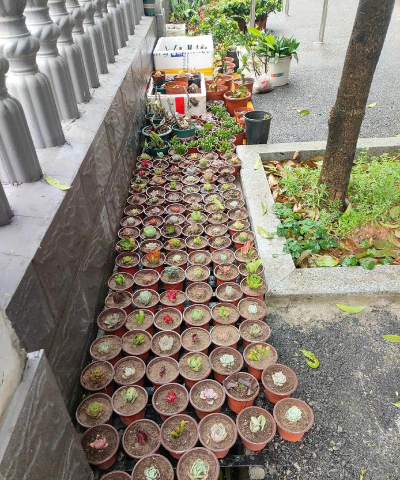 珍珠岩栽培，提升植物生长，改善土壤环境