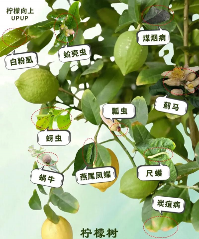 什么树防治害虫,了解常见树种,掌握实用方法 什么树防治害虫,了解常见树种,掌握实用方法