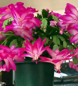 羊蹄花怎么样养,掌握关键技巧,轻松养出好状态 羊蹄花怎么样养,掌握关键技巧,轻松养出好状态