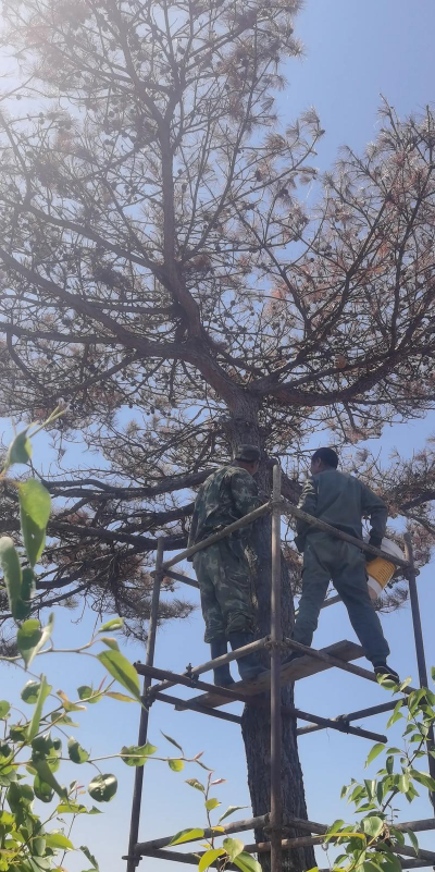 雨季油松怎么种植