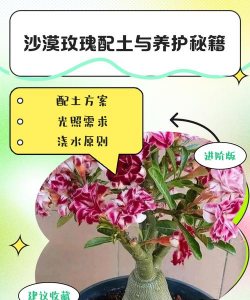 玫瑰花怎么养土里，选对土壤是关键，浇水施肥有讲究