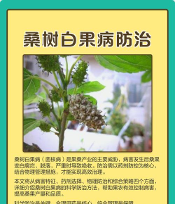 南瓜树病害防治，识别常见问题，掌握应对方法