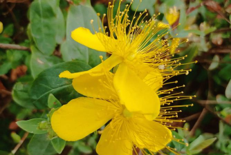 南瓜树病害防治，识别常见问题，掌握应对方法