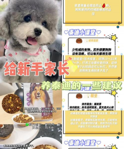 花贵泰迪怎么养,新手必看要点,轻松养好它 花贵泰迪怎么养,新手必看要点,轻松养好它