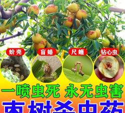 栆树防治食心虫,找准关键时期,用好三种方法 栆树防治食心虫,找准关键时期,用好三种方法