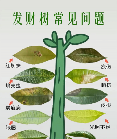 和顺树病虫防治,常见问题解析,实用应对方法 和顺树病虫防治,常见问题解析,实用应对方法