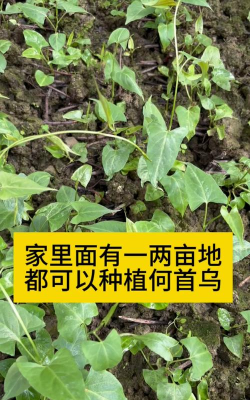 紫荆树病虫防治，识别常见问题，掌握有效方法