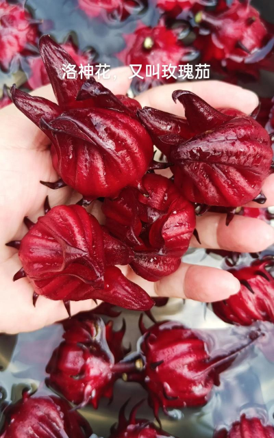 紫荆树病虫防治，识别常见问题，掌握有效方法