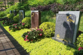 紫荆树病虫防治，识别常见问题，掌握有效方法