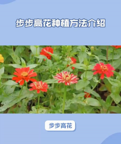 紫荆树病虫防治，识别常见问题，掌握有效方法