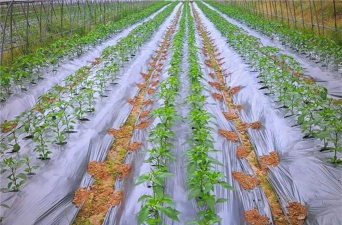 紫荆树病虫防治，识别常见问题，掌握有效方法