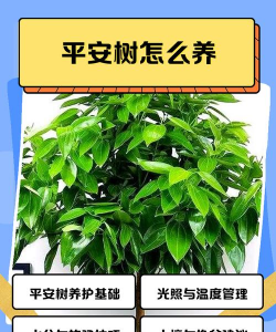 紫荆树病虫防治，识别常见问题，掌握有效方法