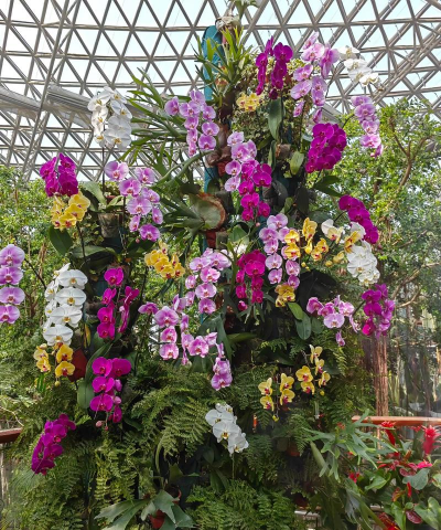 紫荆树病虫防治，识别常见问题，掌握有效方法