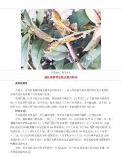 紫荆树病虫防治，识别常见问题，掌握有效方法
