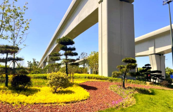 紫荆树病虫防治，识别常见问题，掌握有效方法