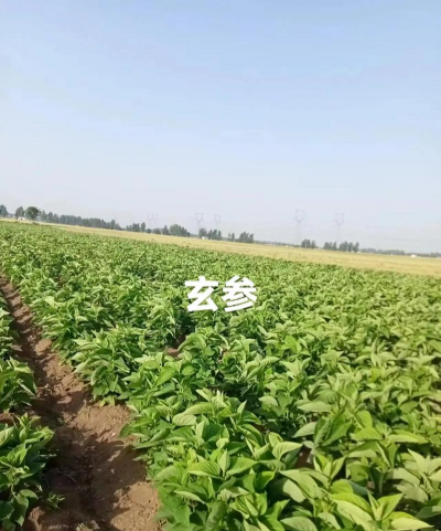 紫荆树病虫防治，识别常见问题，掌握有效方法