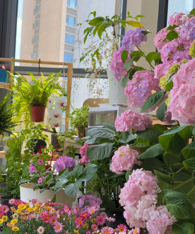 长寿花怎么养棒棒糖，造型技巧分享，新手也能学会