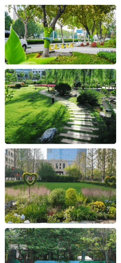 长寿花怎么养棒棒糖，造型技巧分享，新手也能学会