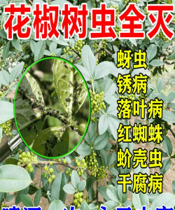 长寿花怎么养棒棒糖，造型技巧分享，新手也能学会