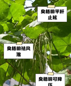 紫荆树病虫防治，识别常见问题，掌握有效方法