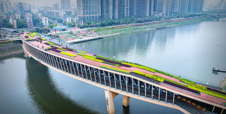 紫荆树病虫防治，识别常见问题，掌握有效方法