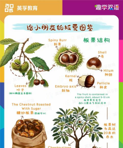 板栗的栽培技术，选对品种是关键，管理细节要跟上